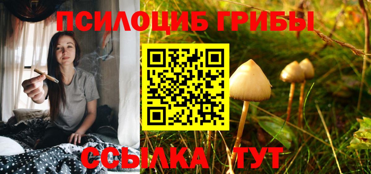 Грозный  Псилоцибиновые грибы Cubensis  Вход с VPN  Псилоцибиновые грибы прущие грибы 